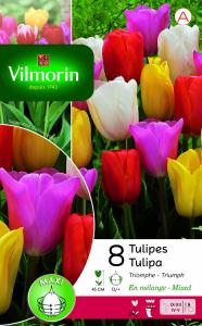 Tulipe Triomphe en Mélange (x8)